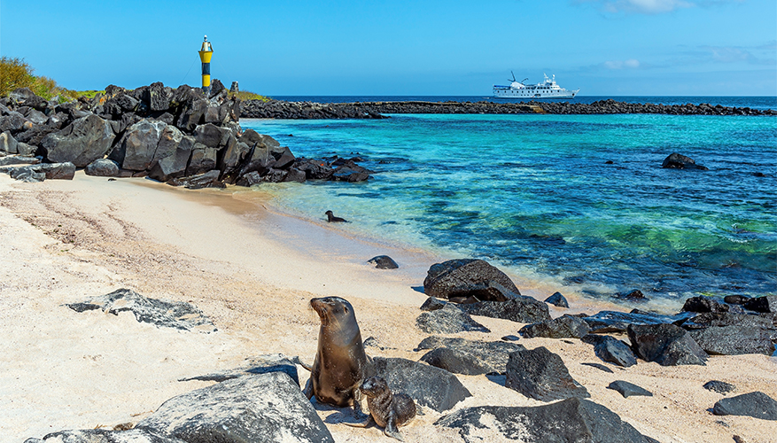 Sea Lion in Galapagos Islands 